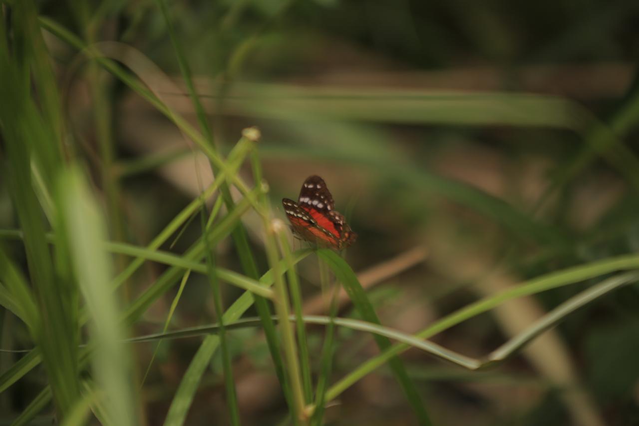 La Selva Reserva La Vega (Cundinamarca)